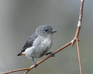 Mistletoebird (f)