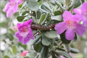 Phaon Crescent Caterpillar