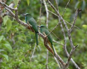 Blue-bearded Bee-eaters