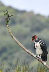 King Vulture