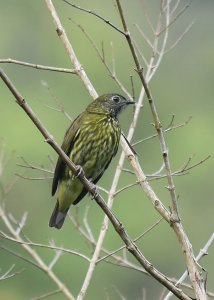 Bare-throated Bellbird