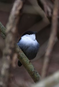 White-bearded Manakin