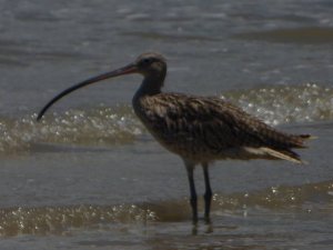 Eastern Curlew