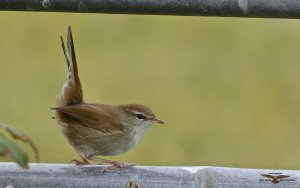 Cetti's Warbler