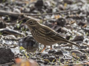 Meadow Pipit