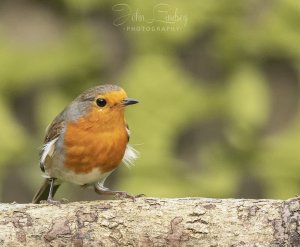 Robin red breast