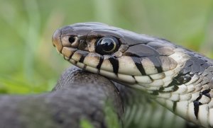 Grass Snake