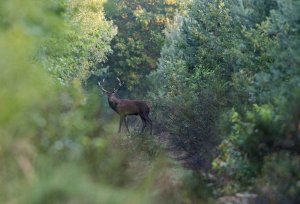 Cervus elaphus