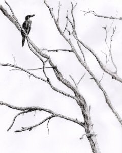 Cormorant Tree