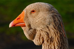 Goose portrait profile