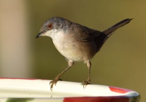 Sardinian warbler