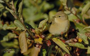 Chiffchaff