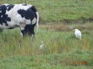 Western Cattle Egret