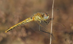 Red-veined Darter