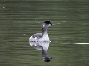 Podiceps nigricollis / Black-Necked Grebe