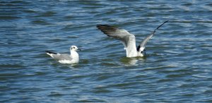 Laughing Gull in non-breeding plumage