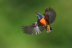 Orange-bellied Flowerpecker