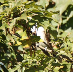 Yellow-billed Cuckoo