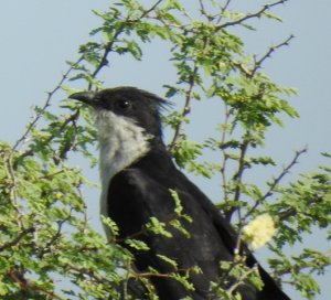 Jacobin Cuckoo