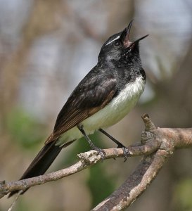 Screaming Wagtail