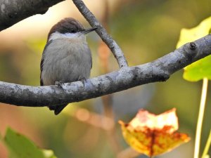 Brown-headed Nuthatch