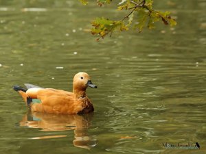 Ruddy shelduck