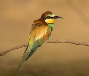 European Bee-Eater