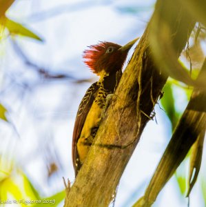 Rufous-headed Woodpecker Male