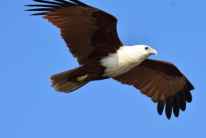 Brahminy Kite