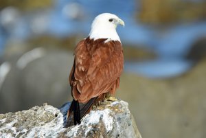 Brahminy Kite