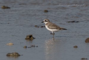 Lesser Sand Plover