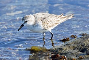 Red-necked Stint - just arrived from the Arctic after a long flight