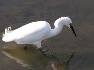 Egret feeding