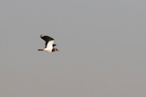 Northern Lapwing