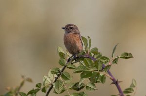 Stone chat