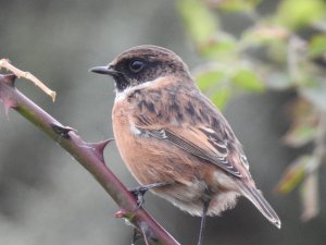 Male Stonechat