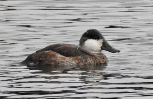 Ruddy Duck