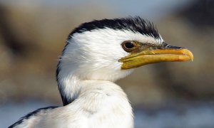 Little Pied Cormorant