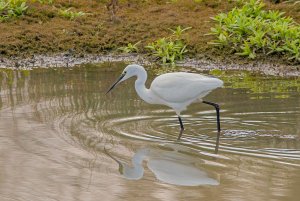 Little egret reflection 2