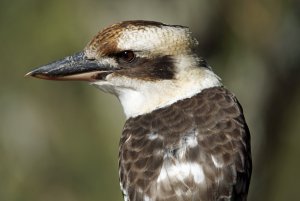 Stern looking Kookaburra