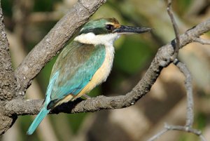 Sacred Kingfisher