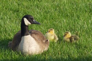 Canadian Goose with babies