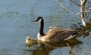 Canadian  Goose with babies