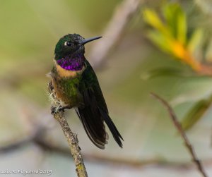 Amethyst-throated Sunangel