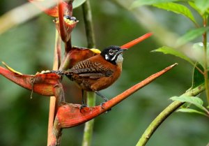 Bay Wren