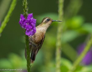 Speckled Hummingbird