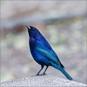 Shiny Cowbird (male)