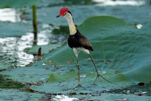 Comb-crested Jacana - Dad looking for his children