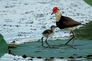 Comb-crested Jacana - Found one kid - where are the others?