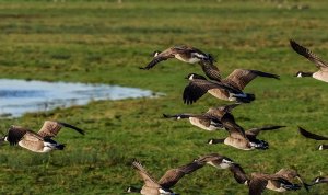 Canada Geese landing